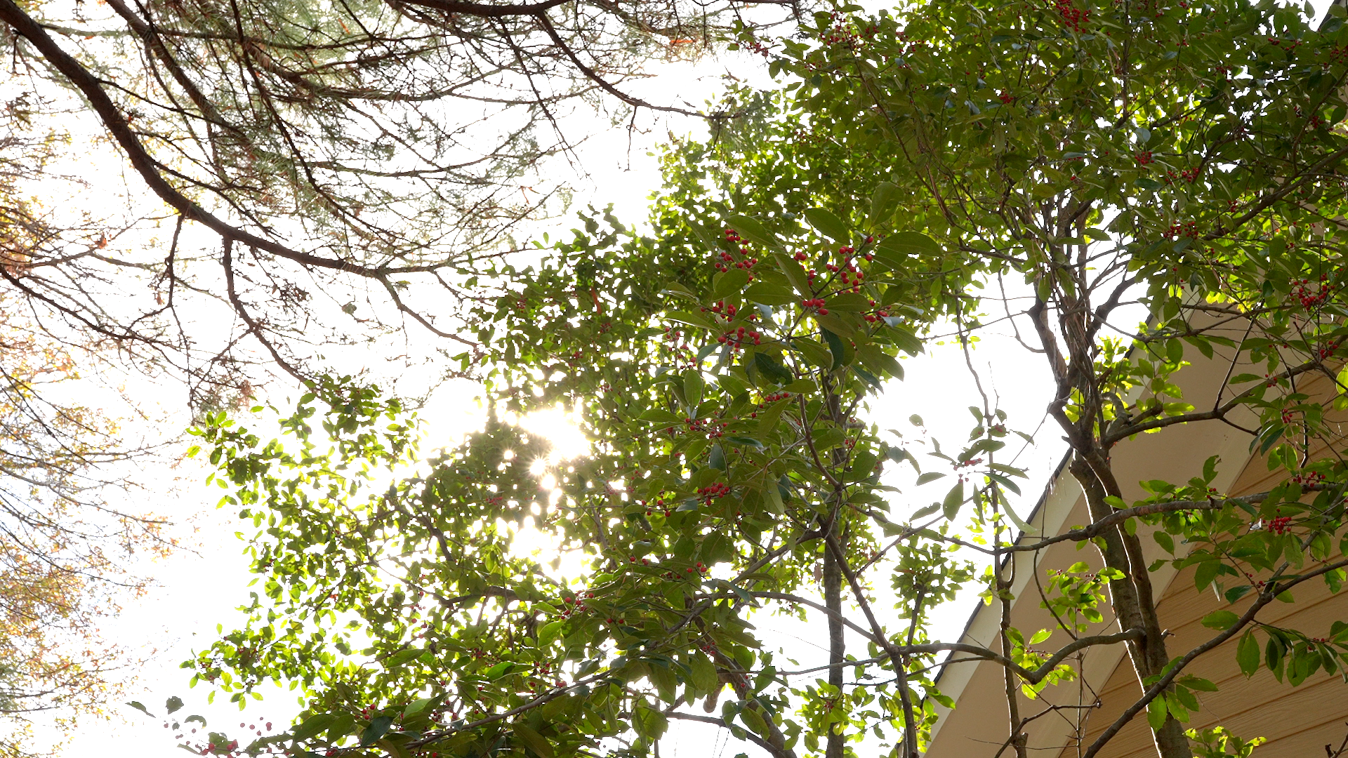 Peaceful trees surrounding the property